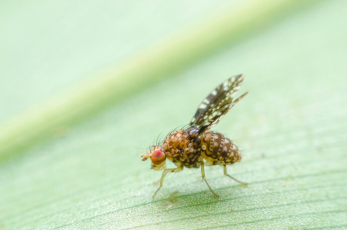 Fruit flies have shorter lives if exposed to their own dead