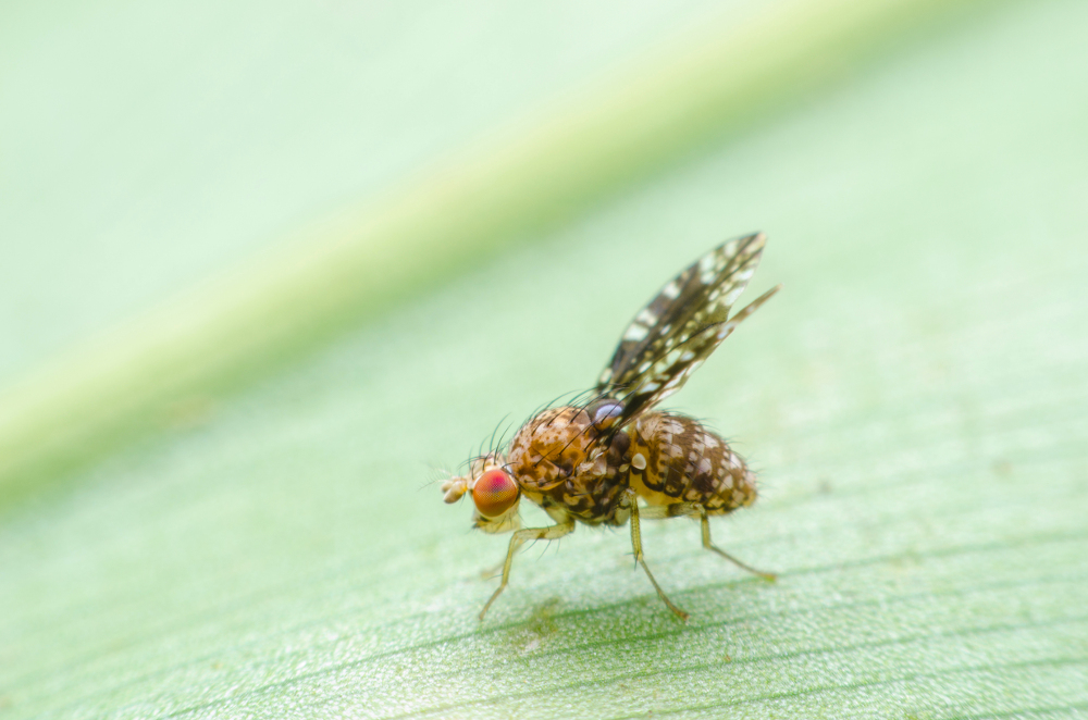 How to get rid of fruit flies when an infestation happens in your home